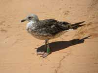 Goéland brun Larus fuscus graellsii K·AMB