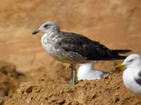 Goéland brun Larus fuscus graellsii K·AMB