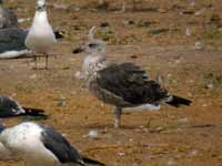 Goéland brun Larus fuscus R:H7C