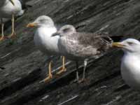 Goéland brun Larus fuscus 1'P