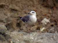 Goéland brun Larus fuscus R:J3E