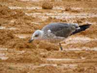 Goéland brun Larus fuscus TBA·G