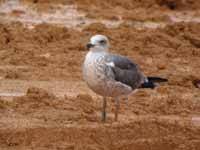 Goéland brun Larus fuscus TBA·G