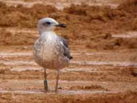 Goéland brun Larus fuscus TBA·G