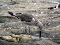 Goéland brun Larus fuscus TBA·G