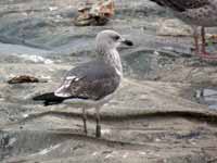 Goéland brun Larus fuscus TBA·G