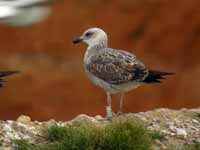 Goéland brun Larus fuscus R:N9C