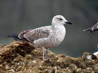 Goéland brun Larus fuscus 9'D