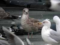 Goéland brun Larus fuscus U.N