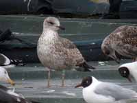 Goéland brun Larus fuscus U.N