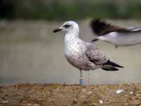 Goéland brun Larus fuscus TPA.J