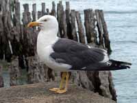 Goéland brun Larus fuscus