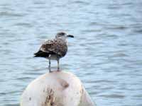 Goéland brun Larus fuscus R:T1S