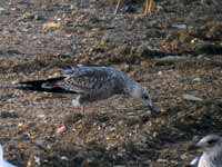 Goéland brun Larus fuscus V8UY