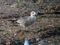 Goéland brun Larus fuscus V8UY