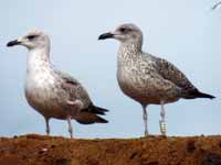 Goéland brun Larus fuscus R:T1S