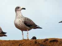 Goéland brun Larus fuscus R:T1S