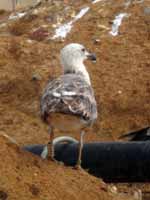 Goéland brun Larus fuscus R:S2E