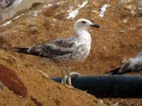 Goéland brun Larus fuscus R:S2E