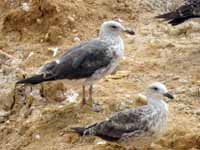 Goéland brun Larus fuscus graellsii HE708