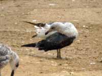 Goéland brun Larus fuscus graellsii HE708