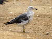 Goéland brun Larus fuscus graellsii HE708