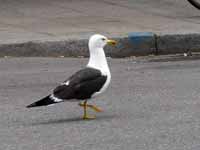 Goéland brun Larus fuscus fuscus