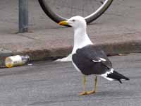 Goéland brun Larus fuscus fuscus