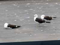 Goéland brun Larus fuscus fuscus