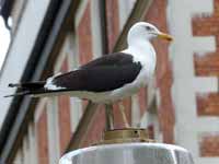 Goéland brun Larus fuscus fuscus