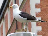 Goéland brun Larus fuscus fuscus