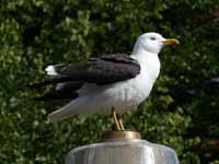 Goéland brun Larus fuscus fuscus