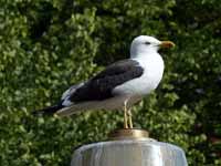 Goéland brun Larus fuscus fuscus