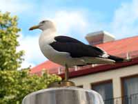 Goéland brun Larus fuscus fuscus