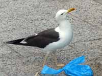 Goéland brun Larus fuscus fuscus