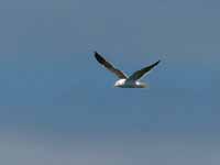 Goéland brun Larus fuscus fuscus