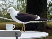 Goéland brun Larus fuscus fuscus