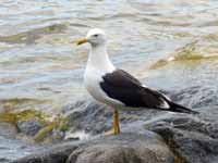 Goéland brun Larus fuscus fuscus