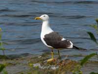 Goéland brun Larus fuscus fuscus