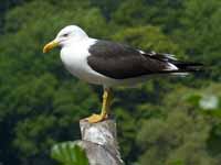 Goéland brun Larus fuscus fuscus