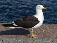 Goéland brun Larus fuscus fuscus