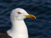 Goéland brun Larus fuscus fuscus