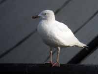 Goéland brun Larus fuscus TPA.J