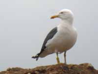 Goéland brun Larus fuscus intermedius