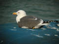 Goéland brun Larus fuscus graellsii