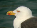 Goéland brun Larus fuscus graellsii