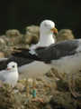 Goéland brun Larus fuscus graellsii