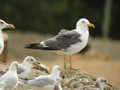 Goéland brun Larus fuscus graellsii