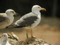 Goéland brun Larus fuscus graellsii