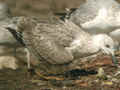 Goéland brun Larus fuscus ou Goéland leucophée Larus michahellis